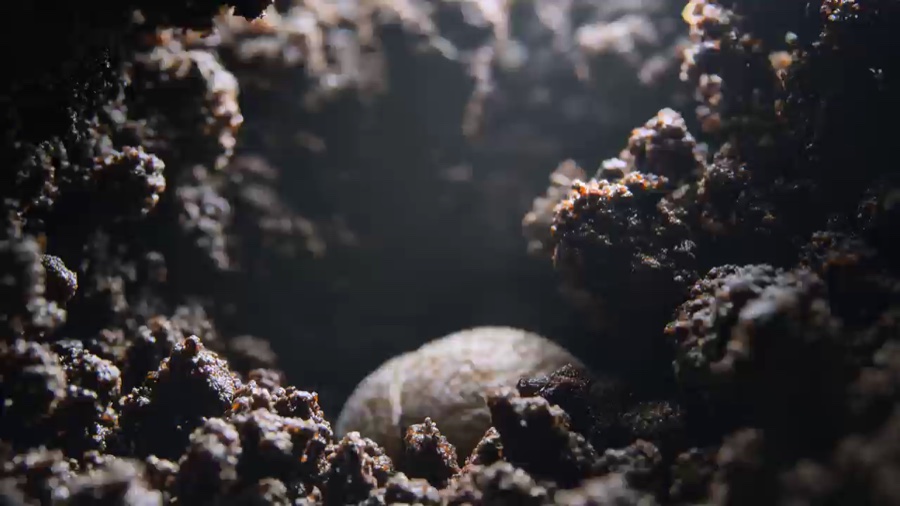 蜜蜂授粉微距 · 视频延长 · 基础视频 · video1